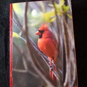 Cardinal wooden trinket jewelry box 9.5 x 7.5x 2 with black felt lining